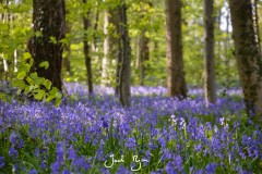 Bluebells