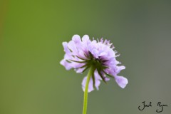 Alpine Flower