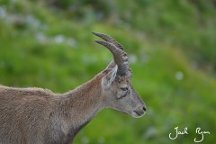 Ibex