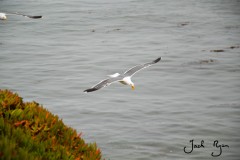 Common Gull