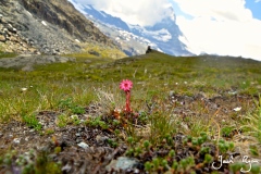 Alpine Flower