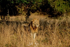 Zambian Lion