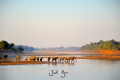 Elephants Crossing the Luangwa River