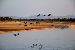 Birds of the South Luangwa National Park